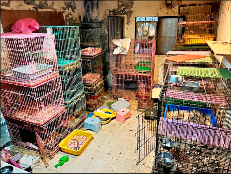 無良運將虐殺7貓二審改輕判7個月定讞 律師:法官未審酌動保法立法意旨