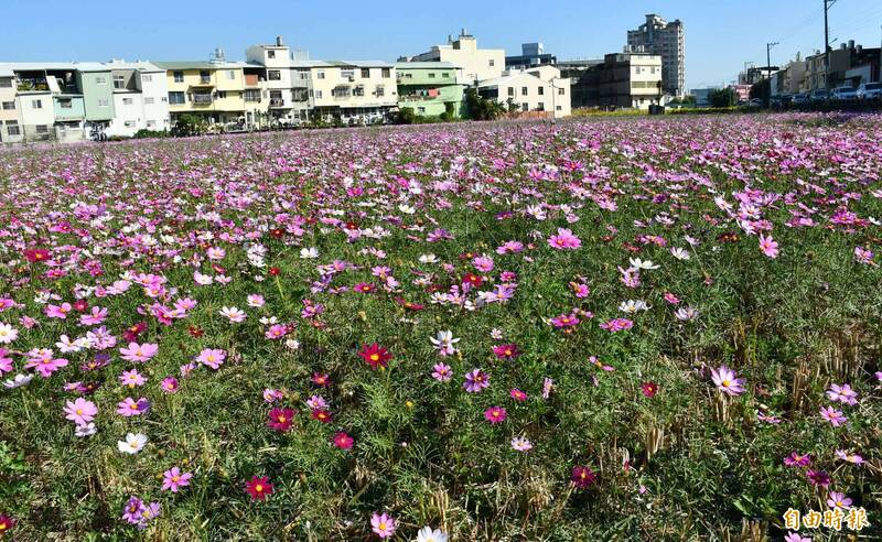 浪漫相遇!彰市8公頃波斯菊、向日葵花田 賞花到2月