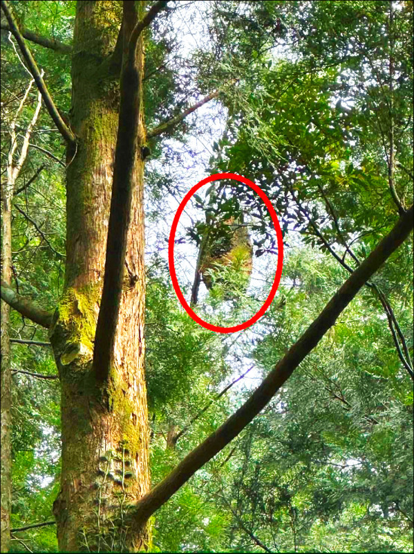 宜縣燈篙林道賞櫻 留意虎頭蜂出沒