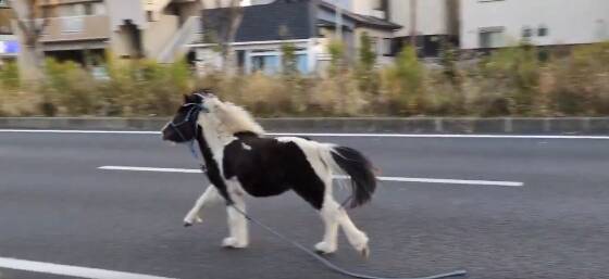 日本馬路驚見「神馬」！ 原來是從神奈川八幡宮離家出走