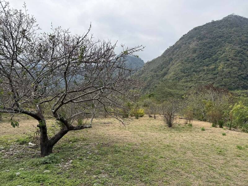 台東賞梅幾乎變「賞沒」 梅農曝颱風搞破壞：花期不會更好