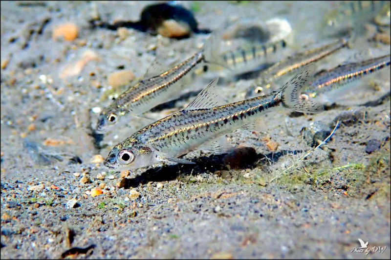 一級保育巴氏銀鮈瀕絕 6庇護池、回放 多管搶救