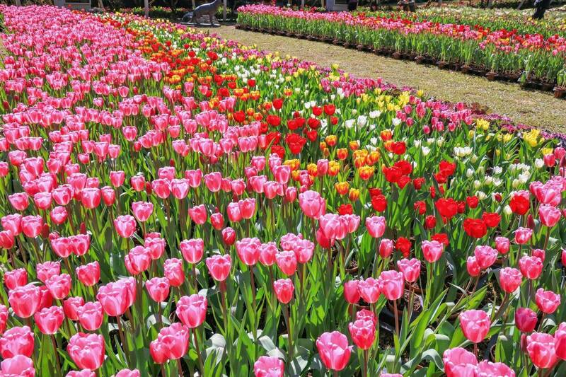 美到像絲綢！杉林溪鬱金香大爆發 豔麗花海秀「珠光」