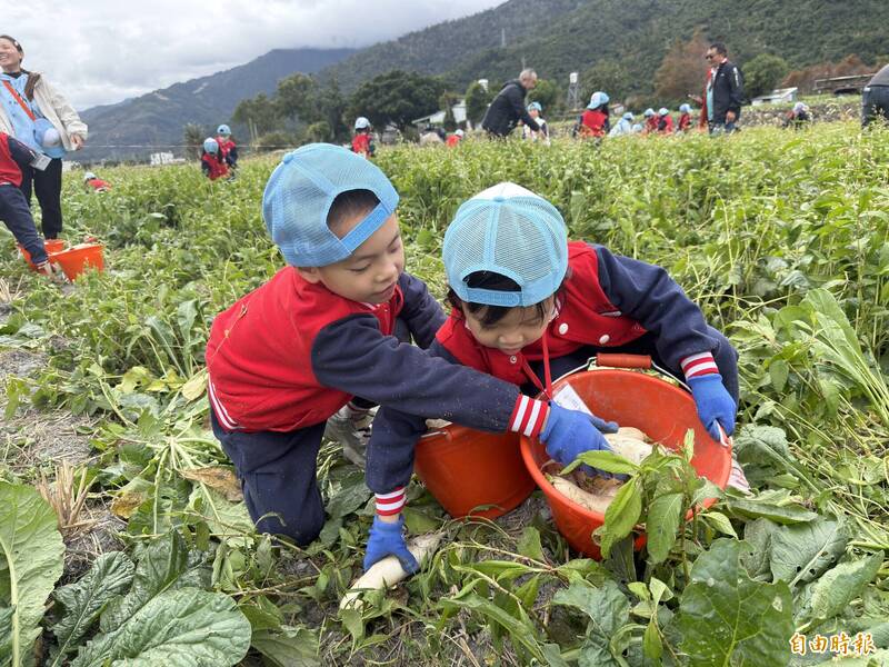 台東關山拔蘿蔔童樂 新北幼童初體驗還有「彩蛋」尋寶