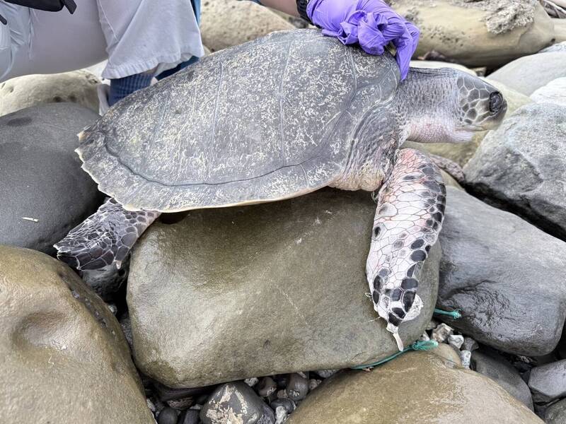 欖蠵龜慘遭漁網纏身漂上岸 民眾+岸巡聯手救援