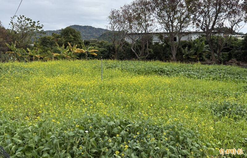 台中太平福隆里志工齊努力 社區髒亂點變油菜花海