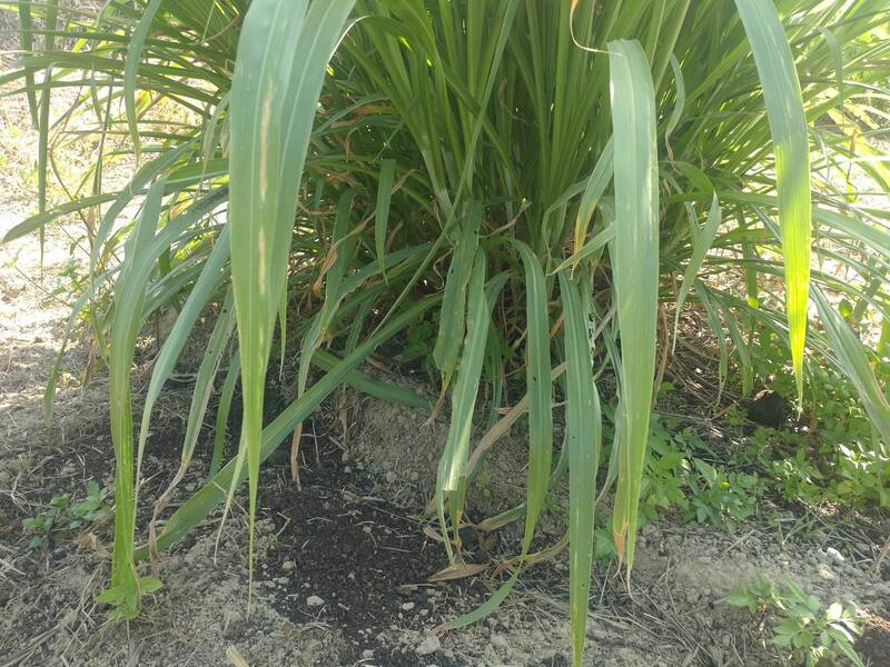 狼尾草搭太陽麻種植 畜試所:有助提升土壤碳匯