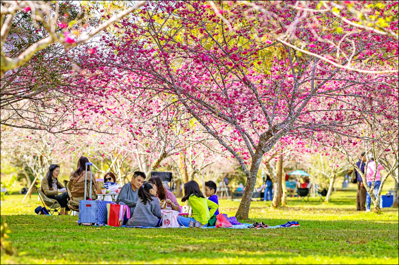 南投單騎賞櫻 日月潭、暨大、東光3路線