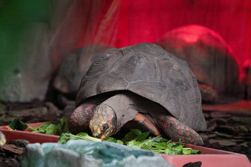 連日低溫冷颼颼 台北動物園熱帶動物保暖有一套