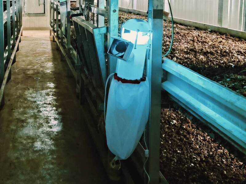 農試所開發菇舍智慧型LED燈滅蟲技術 捕蟲效率提升逾1.7倍