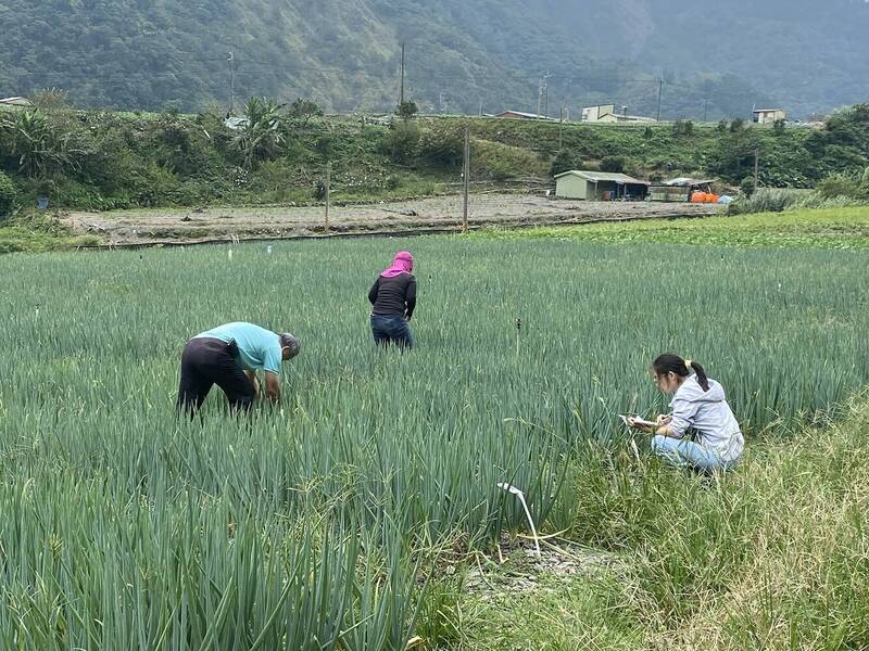 夏季天災來不再怕沒蔥苗 宜蘭四南地區異地保種三星蔥