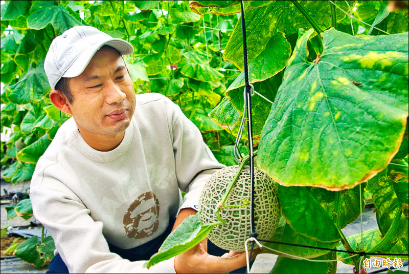 台東釋迦青農 改種溫室洋香瓜甜蜜蜜