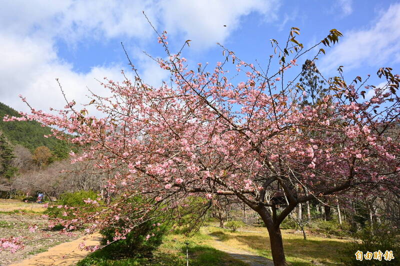 武陵農場櫻花「先鋒部隊」報到 河津櫻3成綻放