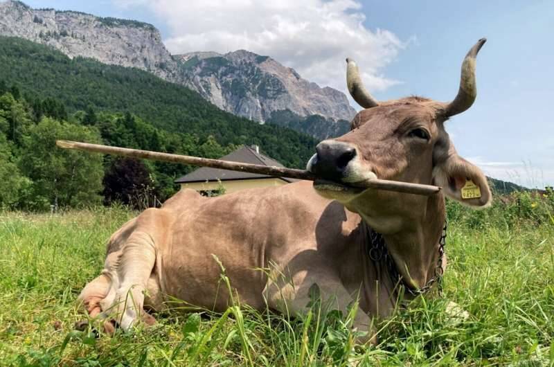 不是笨牛！ 奧地利乳牛變身「抓癢高手」：自創這1招用法讓研究員看傻