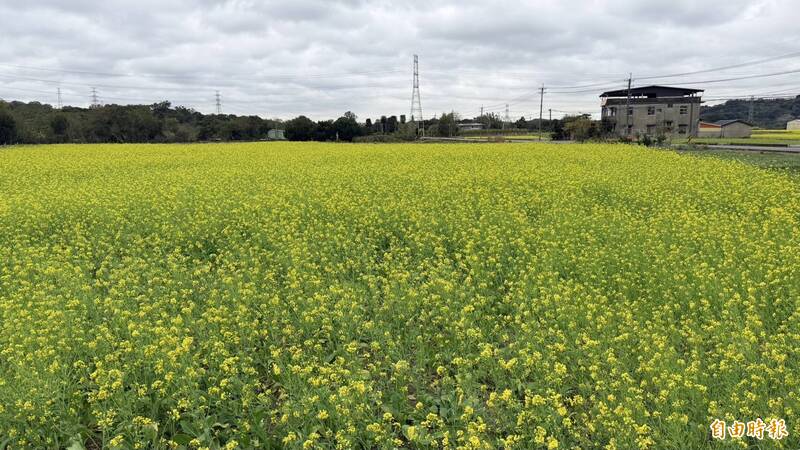 36公頃花海迎新春 南庄慢城2月化身賞花天堂