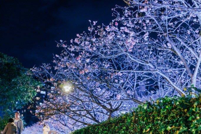 2026樂活夜櫻季1/30在北市登場，音樂、光影與花卉美滿。