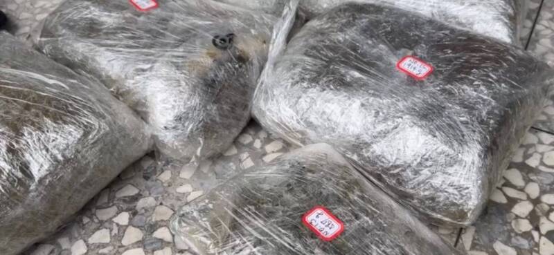 员警割开麻布袋后,发现内部塞满了以真空密封包装的绿色干燥花苞。经查,这批大麻共计32包,总毛重达43公斤,市价逾6000万。(记者林嘉东翻摄) 员警割开麻布袋后,发现内部塞满了以真空密封包装的绿色干燥花苞。经查,这批大麻共计32包,总毛重达43公斤,市价逾6000万。(记者林嘉东翻摄)