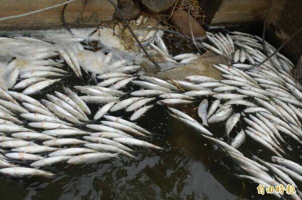 天災救助規定放寬 漁業署:養殖戶有產銷履歷驗證者可免現勘