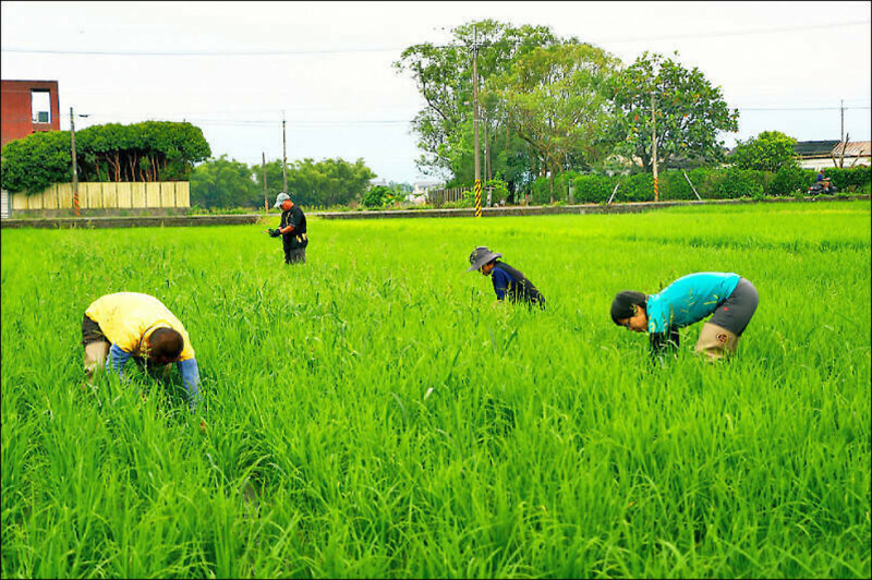 農退儲金修正三讀 農民負擔降至4成