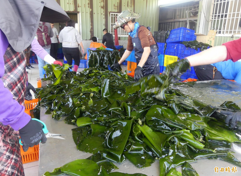 「海帶為何要打結?」220萬人不解 資深菜販揭「3大妙用」