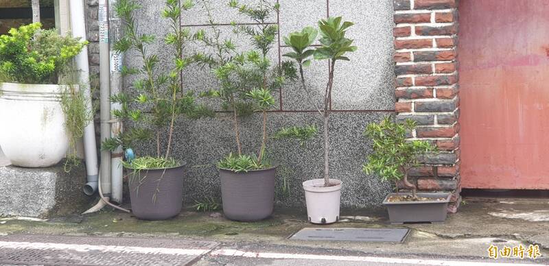 拯救小盆栽妙招! 一小截吸管+一點肉桂粉