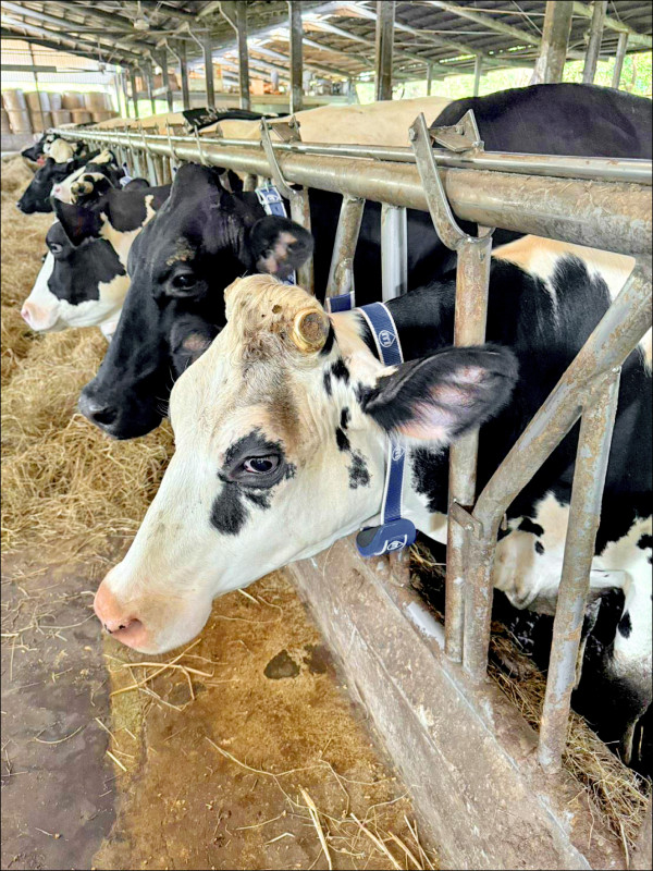 竹縣推智農科技 牛隻自主前往搾乳