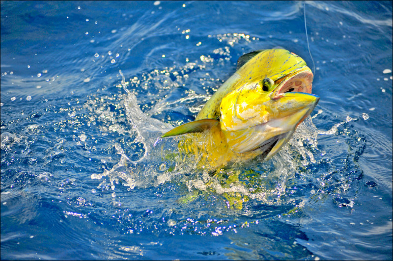水試所研發成功 鬼頭刀完全養殖 肉質不輸鮪魚