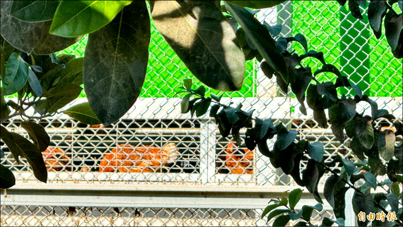 染禽蛋雞場 清消3個月全場採陰才能復養