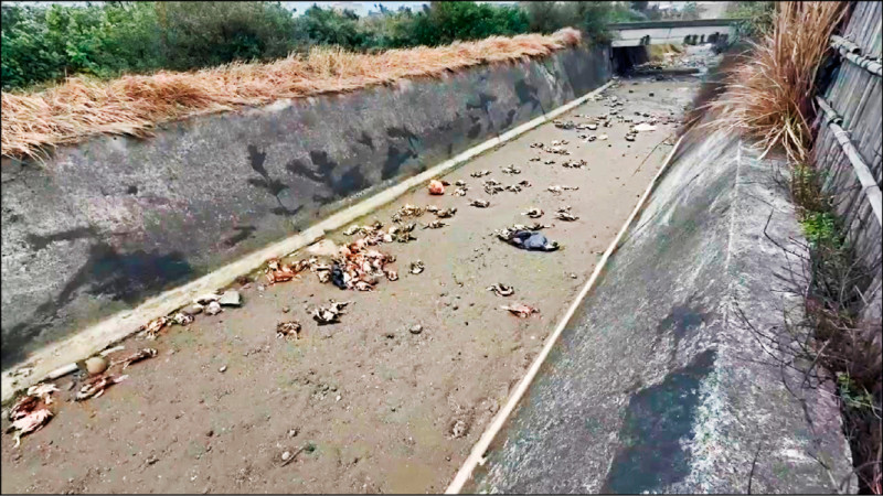 後龍大排235隻死雞染H5N1 疑來自台中養禽場