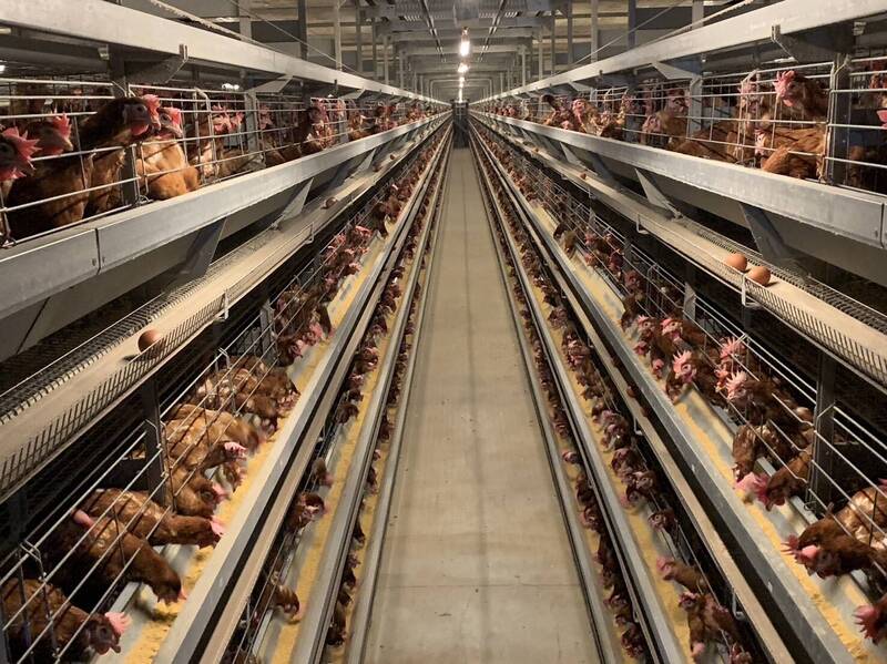 台中豐原爆發禽流感疫情 桃市強化8大防護網