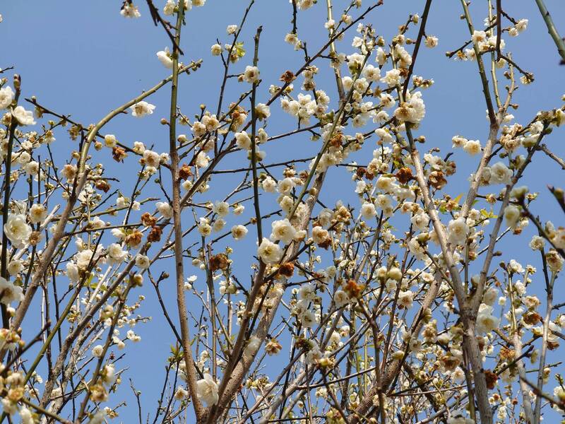 冬季限定!彰化芬園1萬棵鴛鴦梅大爆「花」 宛如雪國美景