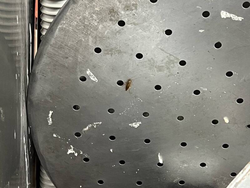 港點名店吃到蟑螂屍體 北市衛局稽查:點心置放區有蟑螂出沒