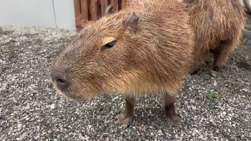 宜兰张美阿嬷农场的可爱水豚君。（读者提供）