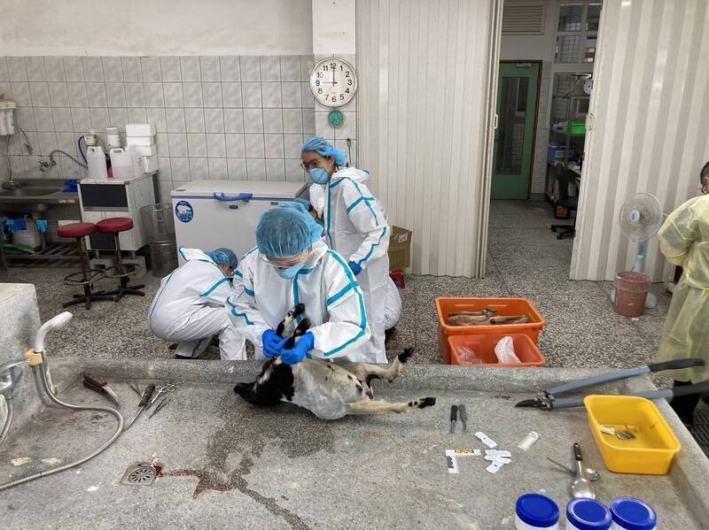 宜兰冬山乡星梦森林剧场被毒死的山羊，经解剖采样化验，查出中毒死亡。（翻摄资料照）