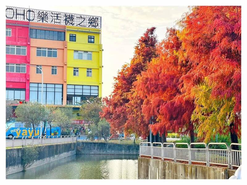 美極了!落羽松+彩虹屋 彰化社頭觀光工廠成打卡熱區
