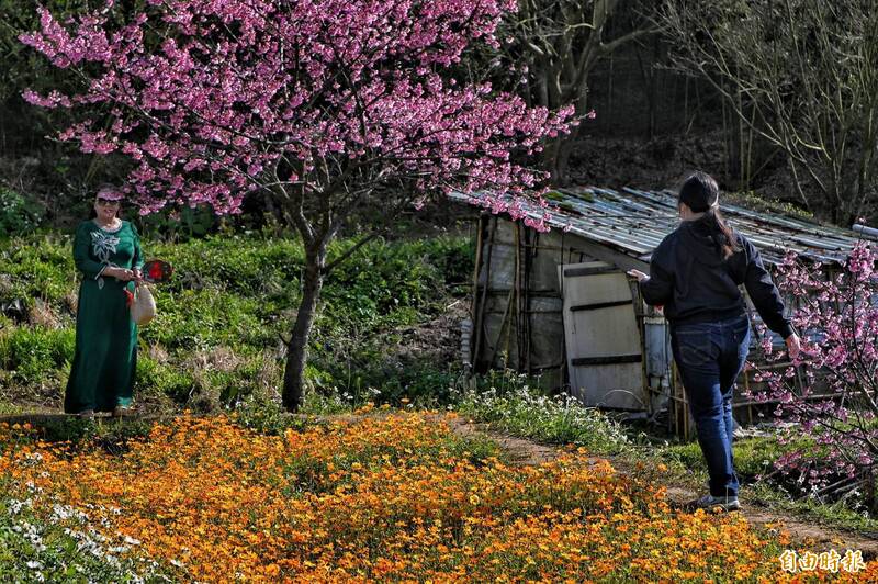 圖輯》春之饗宴!陽明山平菁街寒櫻綻放 鵝尾山梯田波斯菊交織入畫