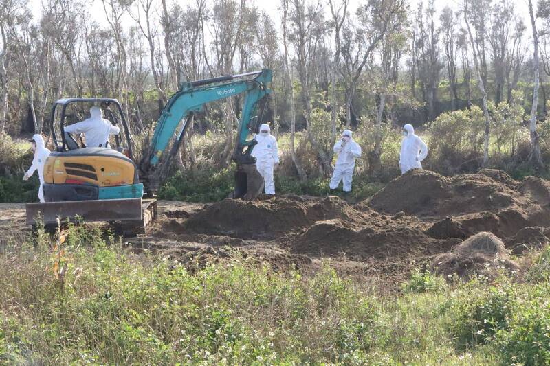 台中1150隻病死雞偷埋苗栗後龍 苗縣府開挖緝凶:刑事偵辦