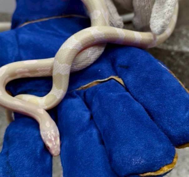 白蛇蹺家彰化溪湖出沒!「白化玉米蛇」1/30開放登記認養