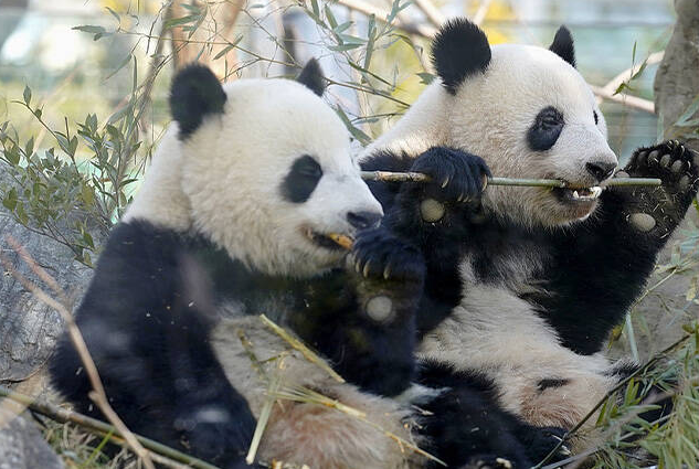 收回貓熊還發文「歡迎日本人來中國看」 中駐日使館遭日網灌爆