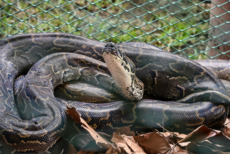 佛州捕蛇人遭巨蟒拖行15米!全家總動員驚險制伏91公斤怪物