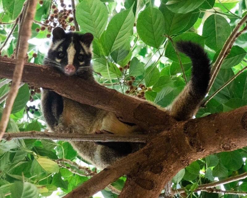 白鼻心疑遭宰殺斷頭 新北動保處:最重處2年徒刑、併科200萬罰金