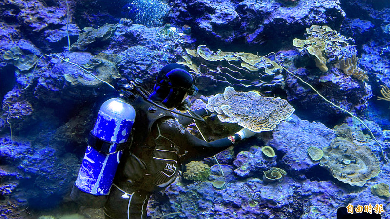 海生館「融合」培育 2年拼出3萬株珊瑚林