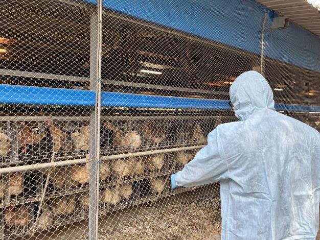 防禽流感 竹縣啟動防疫強化機制