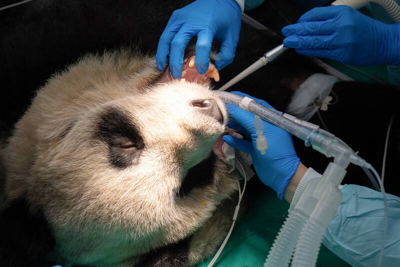 台北動物園大貓熊「圓仔」健檢 脊椎見輕微骨刺