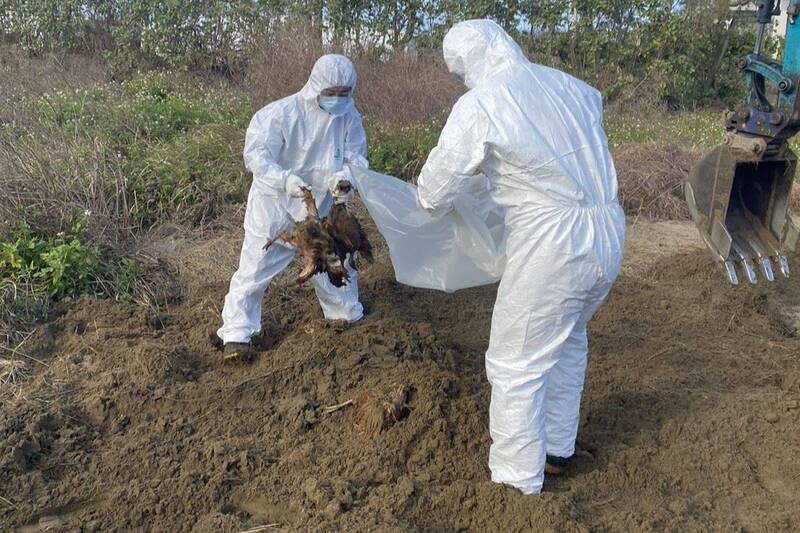 台中蛋雞場棄置禽流感死雞 苗栗後龍地主40萬交保限境