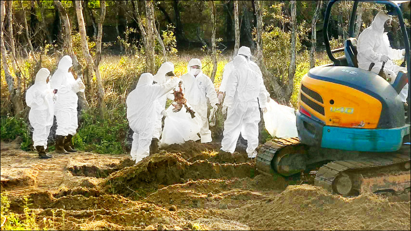 豐康牧場染禽 7125斤蛋流北市、中、苗/隱匿未通報病死雞罰百萬 違法處置再罰15萬