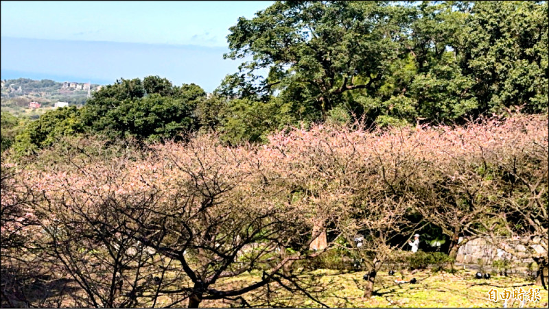 淡水天元宮櫻花季夜櫻點燈 與藝術家幾米合作 打造五座互動場景