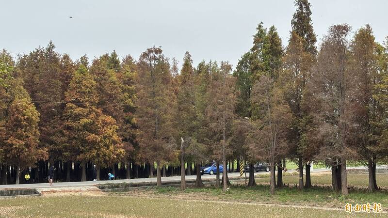 台南六甲落羽松季開幕 美景限時登場