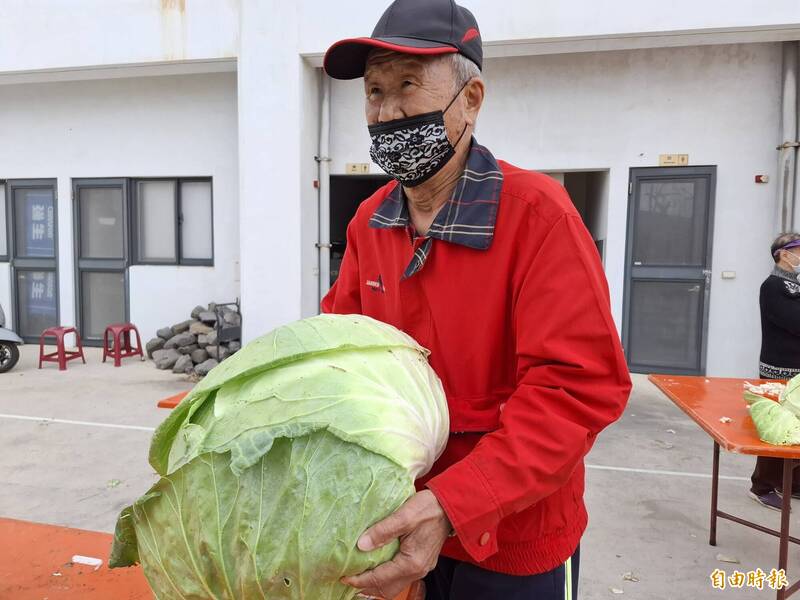 聽飛機起降噪音長大!澎湖烏崁高麗菜王個頭比臉還大
