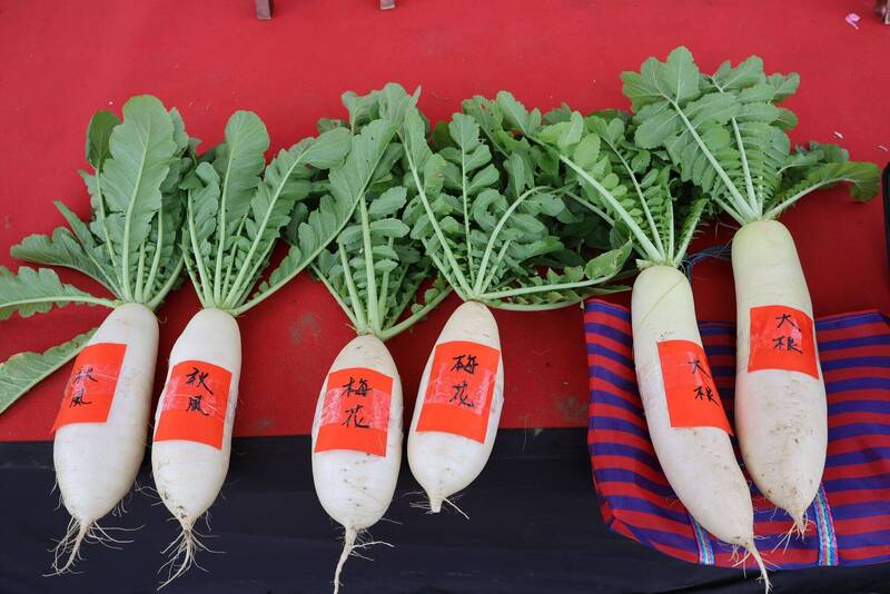 後龍鎮拔蘿蔔親子同樂 農業機具展示添亮點